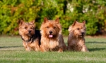 Norwich terrier (fotografii): câine inteligent, obraznic și prietenos și prietenos